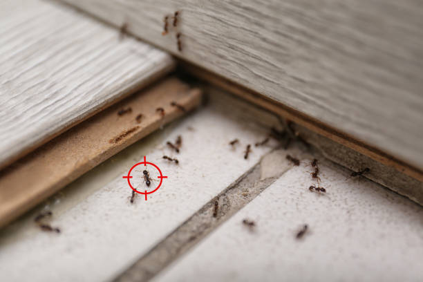 Best Affordable Pest Control Services  in Crump, TN