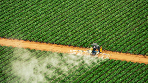 Best Local Pest Control Services  in Crump, TN